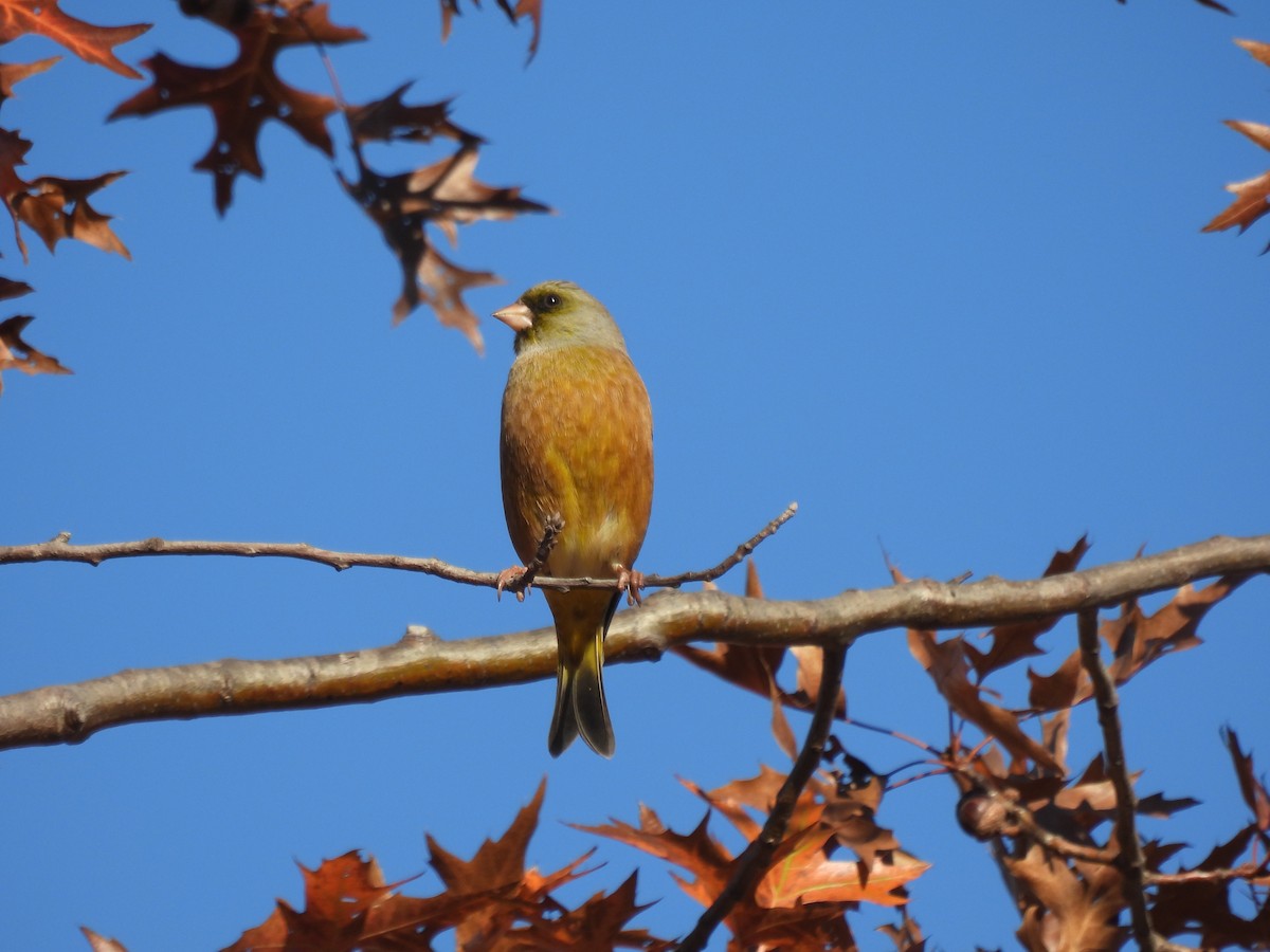 Oriental Greenfinch - Mike Coulson