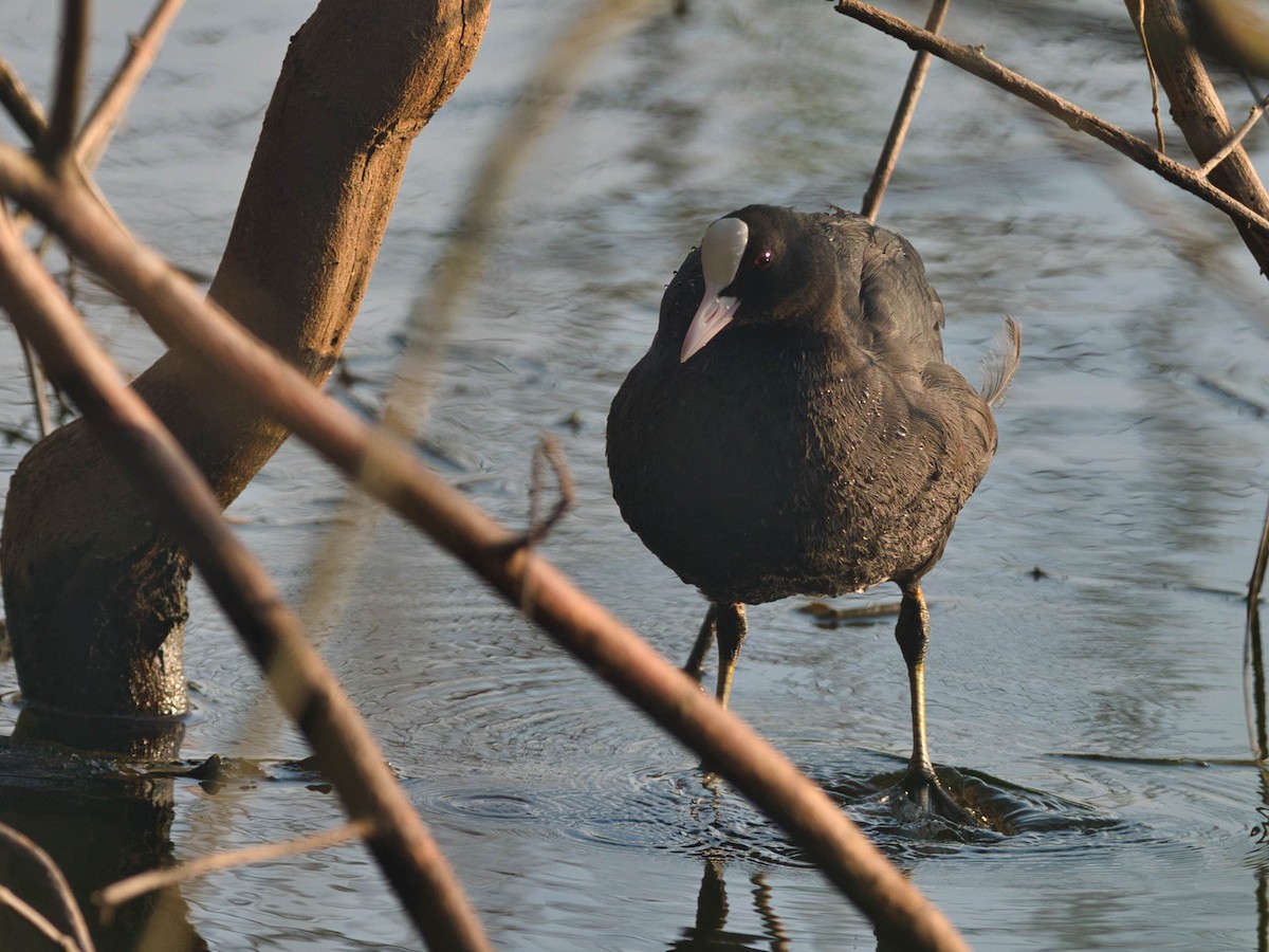 Eurasian Coot - ML500702901