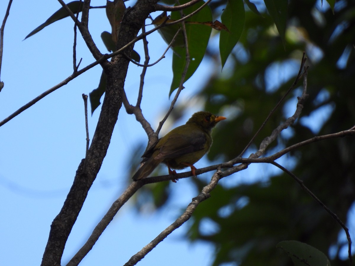 Bell Miner - ML500703601