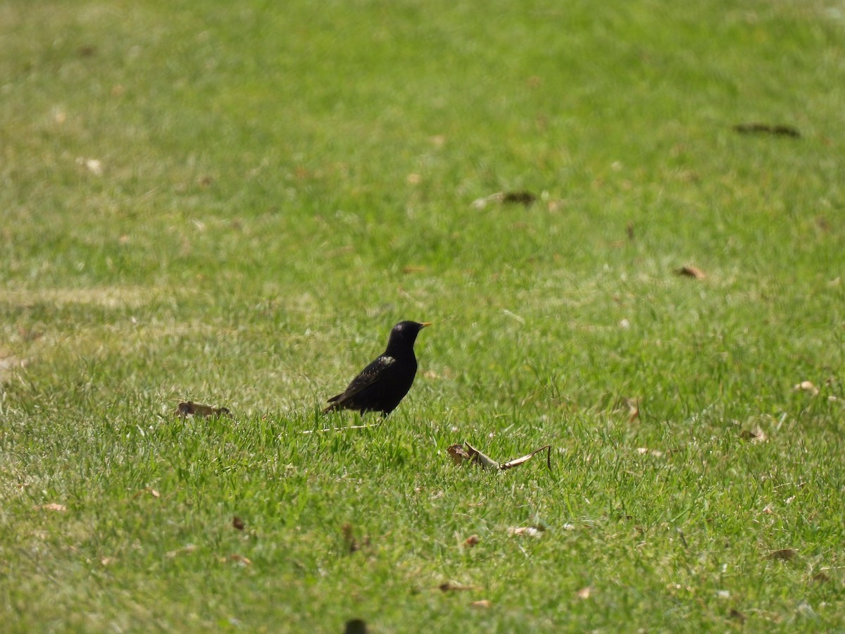 European Starling - ML500703611