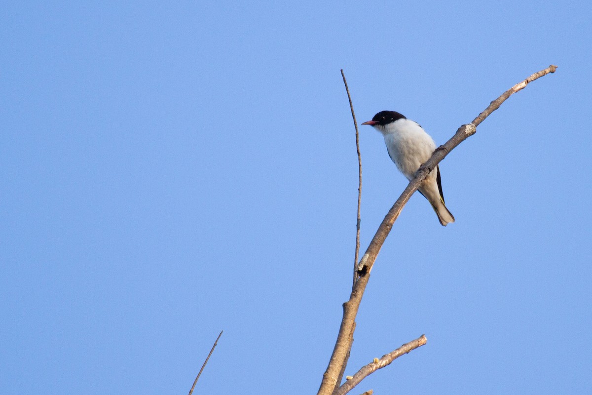 Painted Honeyeater - ML500703741