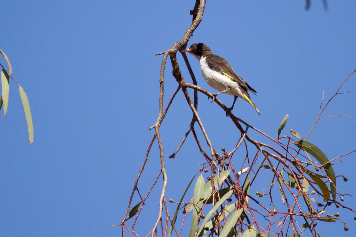 Painted Honeyeater - ML500703761