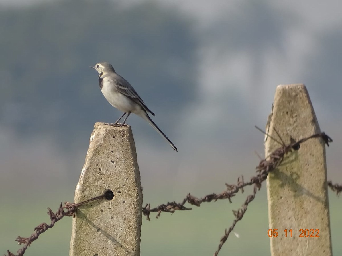 White Wagtail - ML500705621