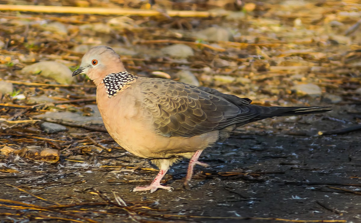 Spotted Dove (Eastern) - ML500706071