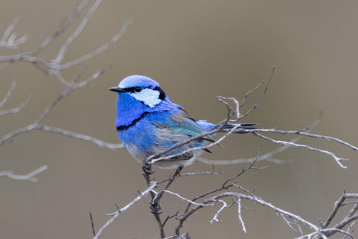 Splendid Fairywren - Richard and Margaret Alcorn