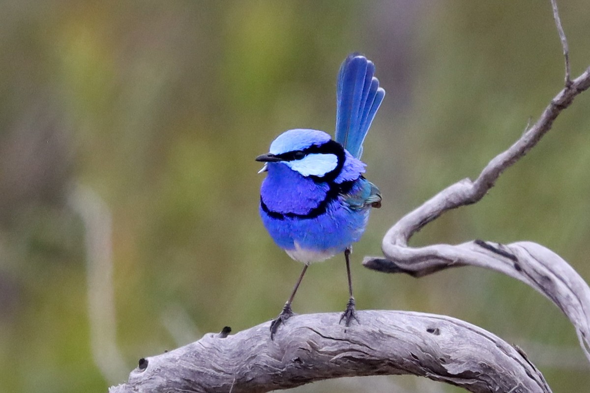 Splendid Fairywren - Richard and Margaret Alcorn