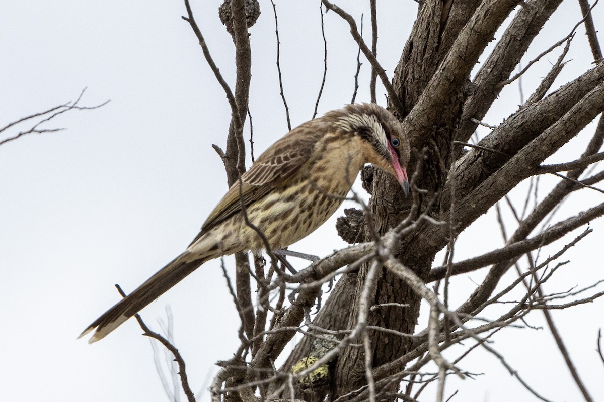 Spiny-cheeked Honeyeater - ML500706681