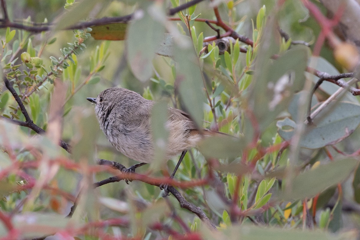 Inland Thornbill - Richard and Margaret Alcorn