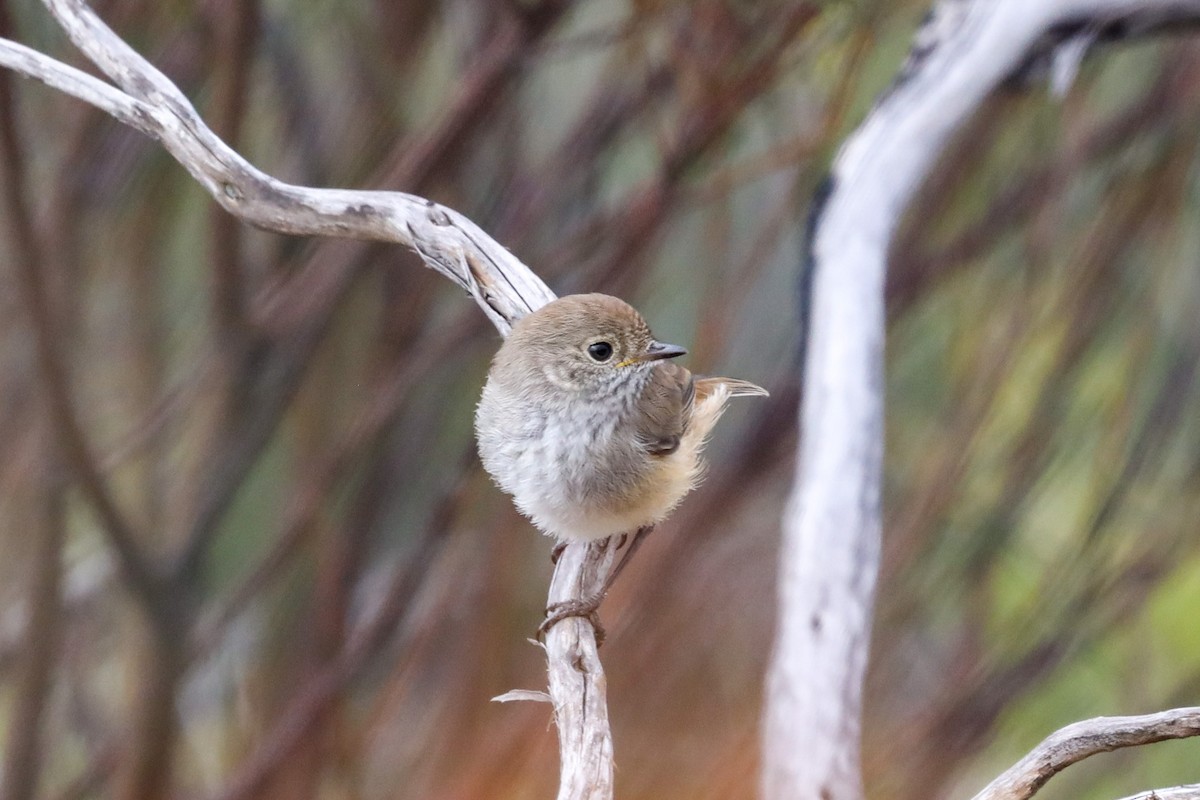 Inland Thornbill - Richard and Margaret Alcorn