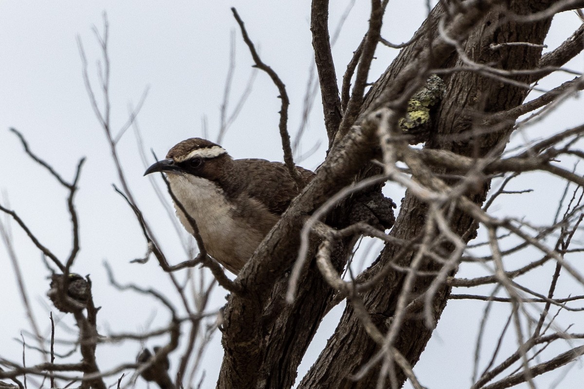 White-browed Babbler - Richard and Margaret Alcorn