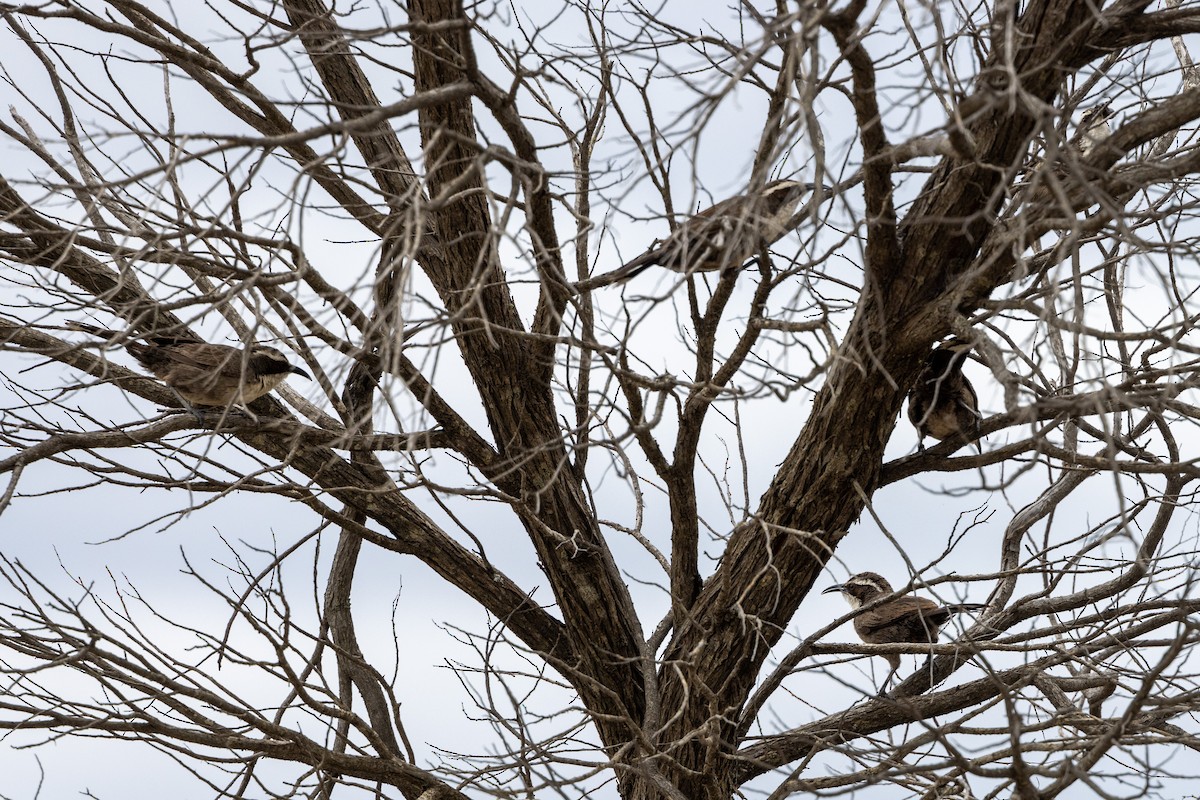 White-browed Babbler - Richard and Margaret Alcorn