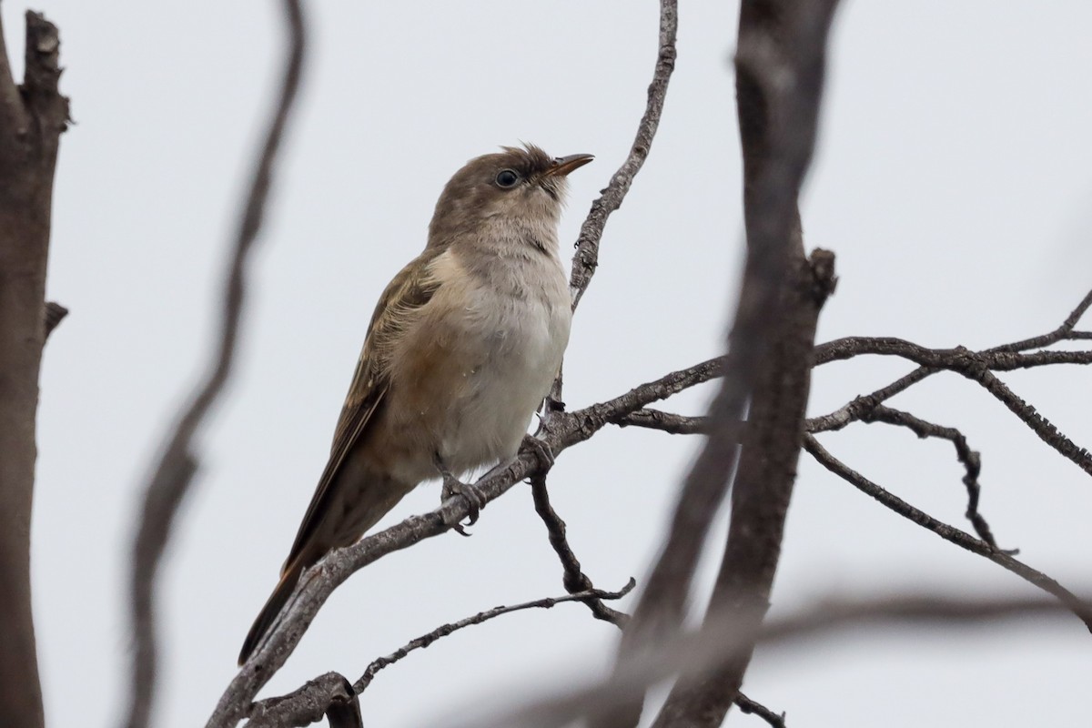 Horsfield's Bronze-Cuckoo - ML500707051