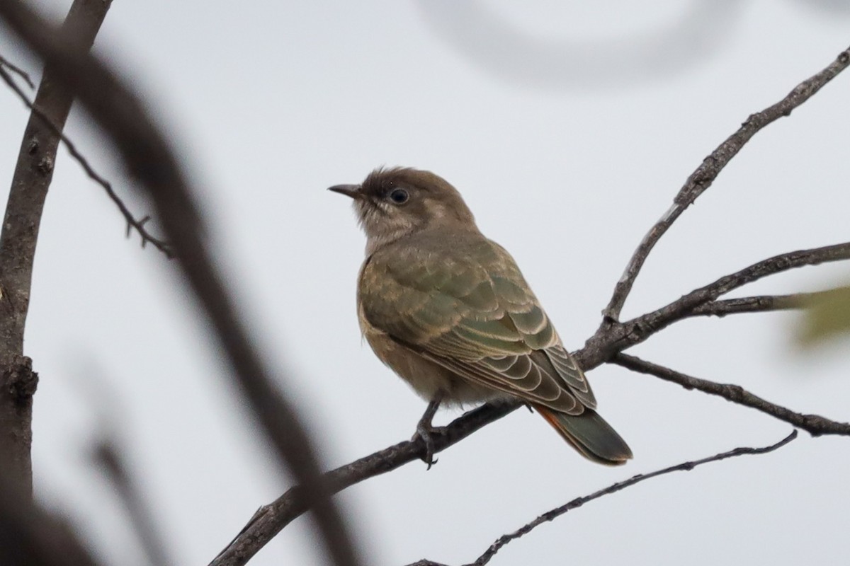 Horsfield's Bronze-Cuckoo - ML500707061