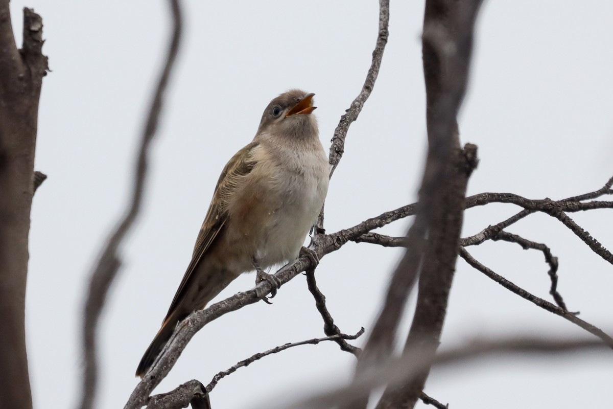 Horsfield's Bronze-Cuckoo - ML500707081