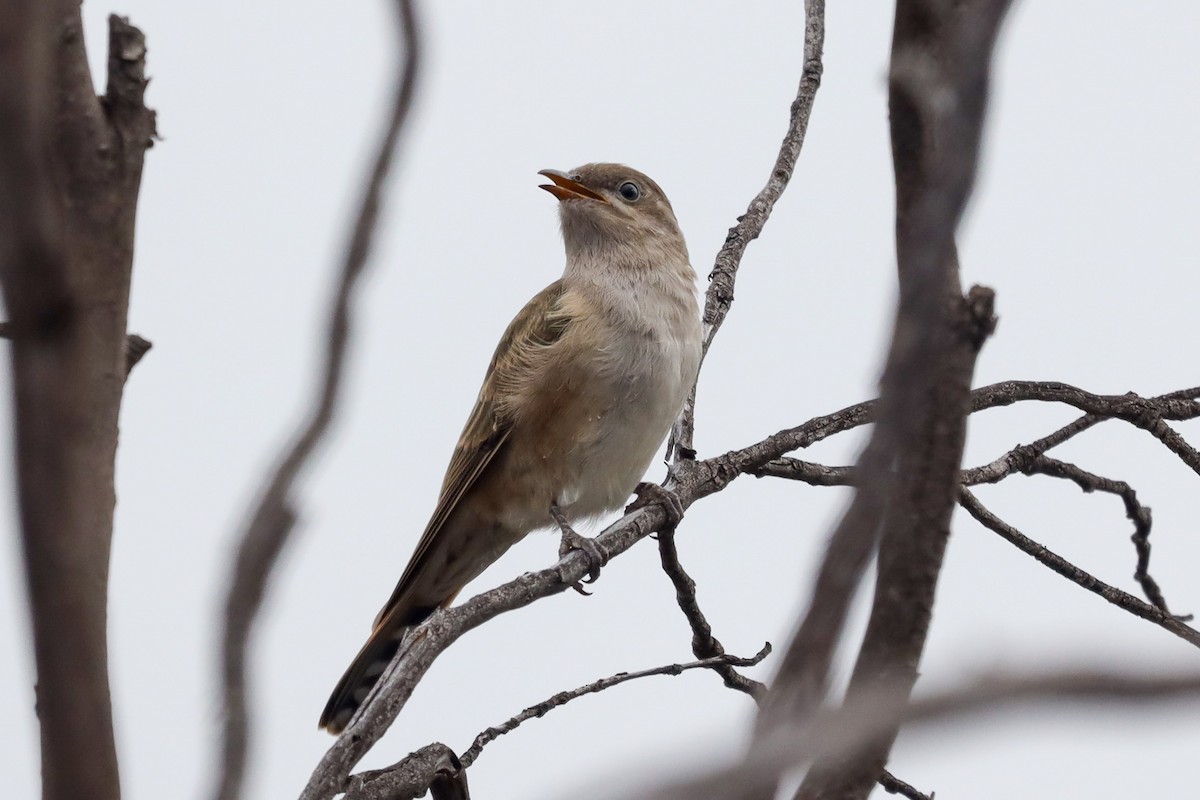 Horsfield's Bronze-Cuckoo - ML500707091