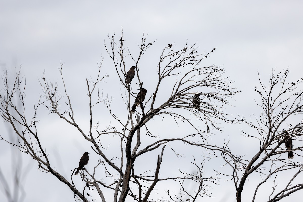 Gray Currawong (Black-winged) - Richard and Margaret Alcorn