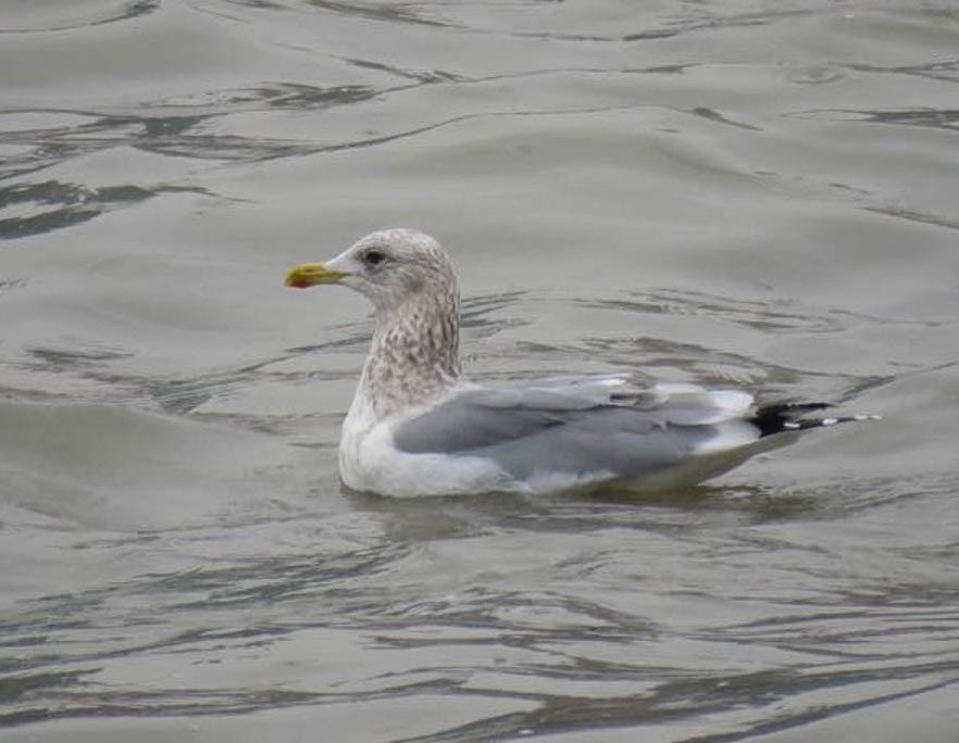 Herring Gull (Vega) - ML500707241