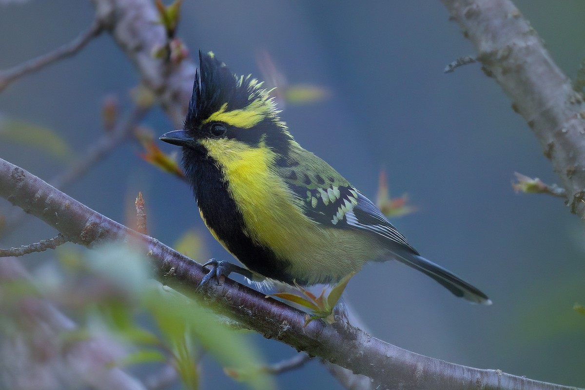 Himalayan Black-lored Tit - ML500707911