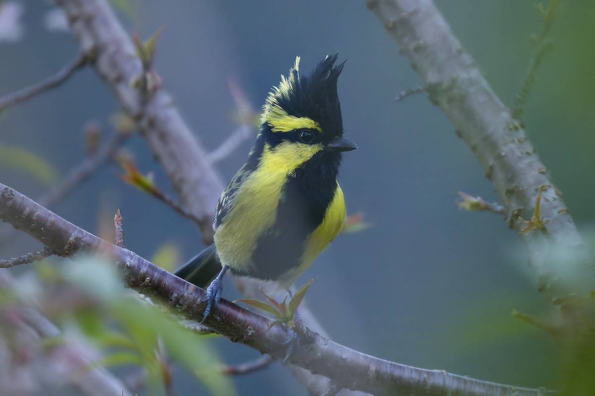 Himalayan Black-lored Tit - ML500707921