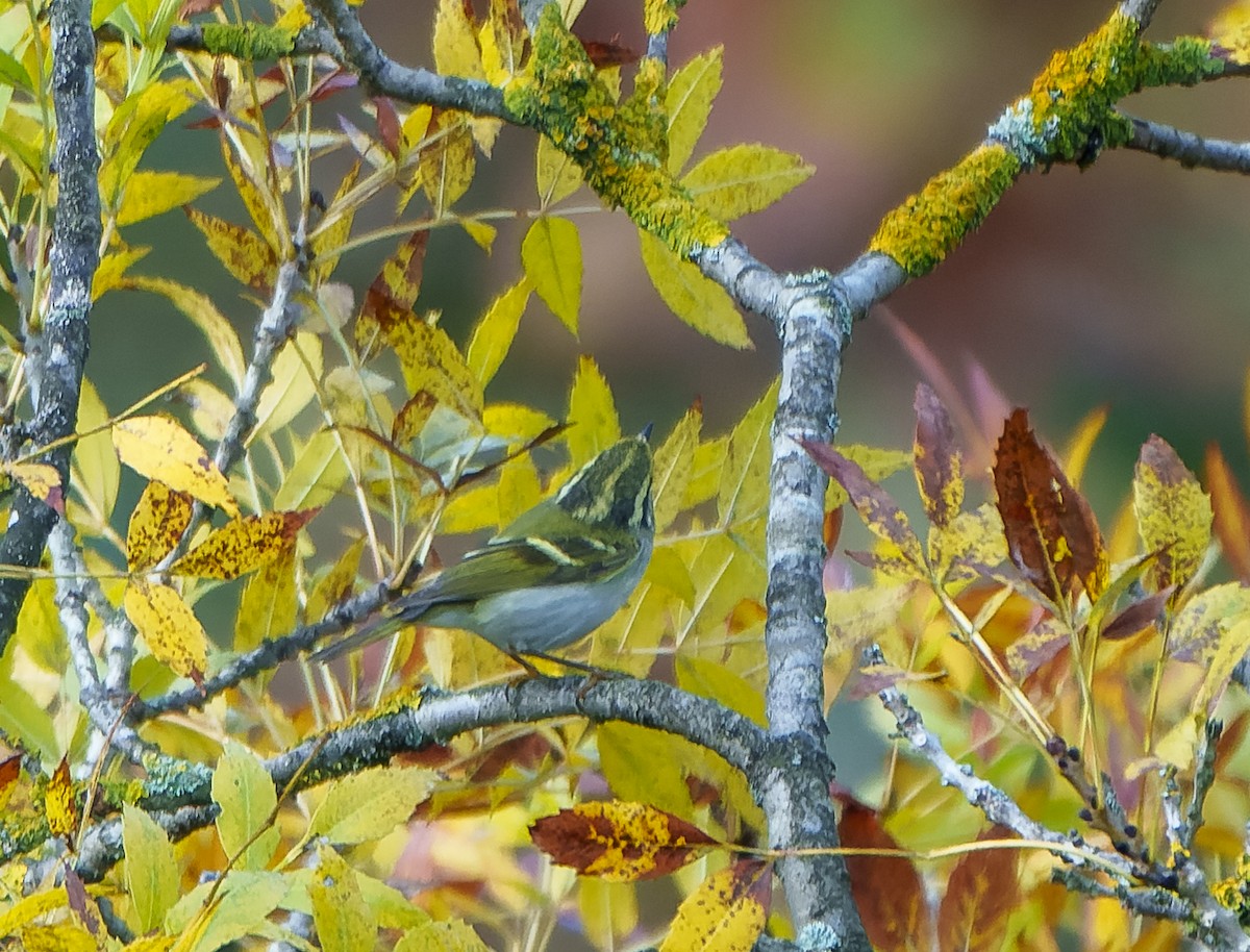 Pallas's Leaf Warbler - babur hakarar