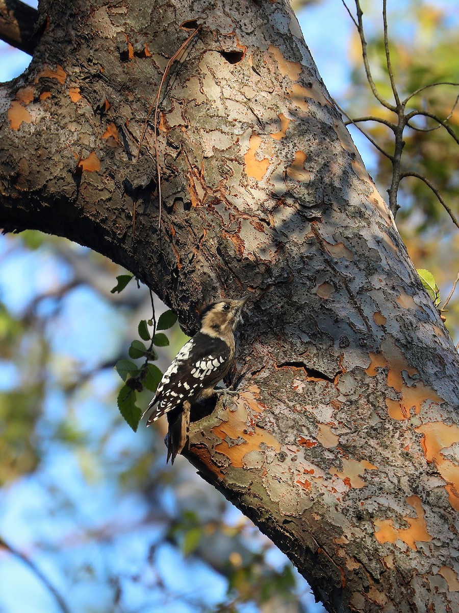 Gray-capped Pygmy Woodpecker - ML500709171