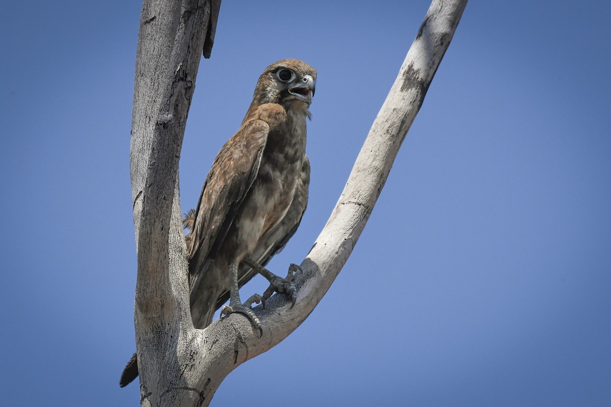 Brown Falcon - ML500709601