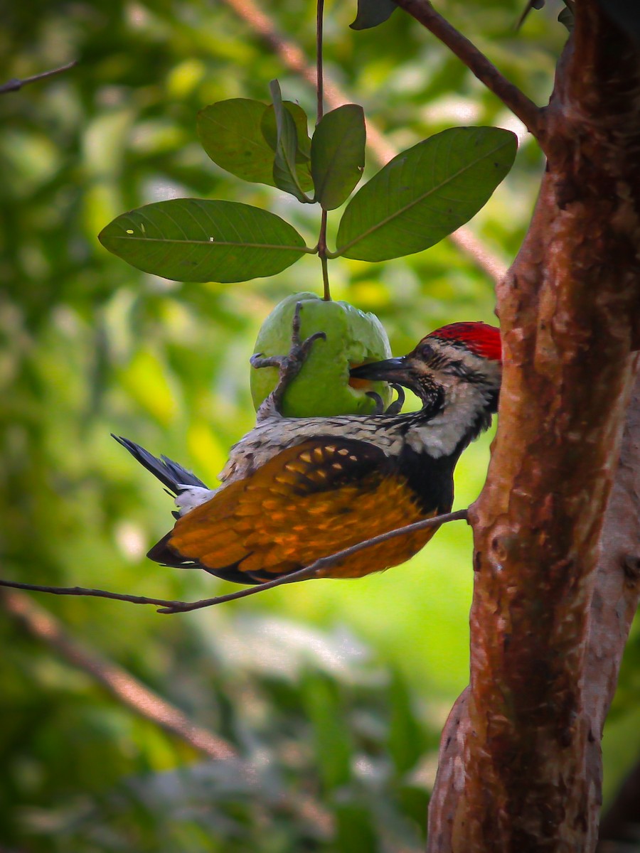 Black-rumped Flameback - ML500710631
