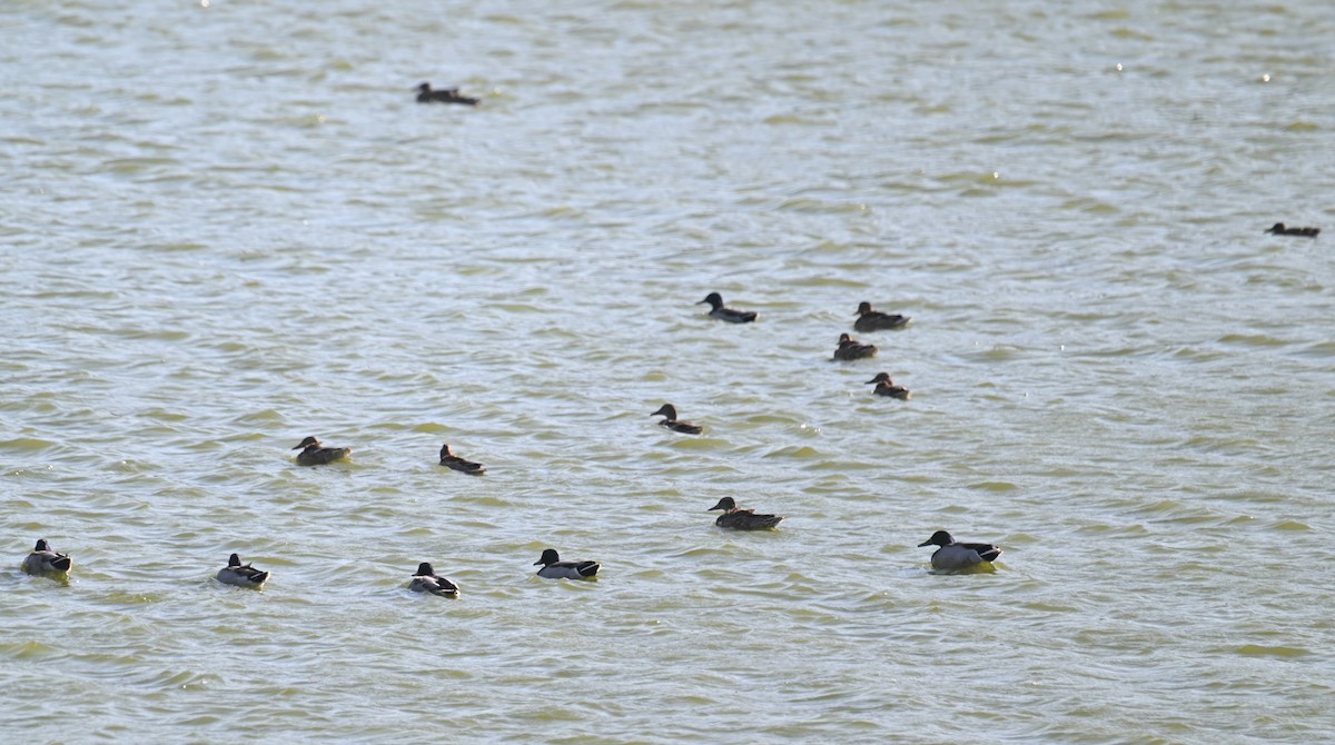 Mallard - Ting-Wei (廷維) HUNG (洪)