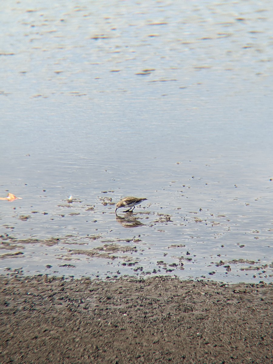 Least Sandpiper - ML500710891