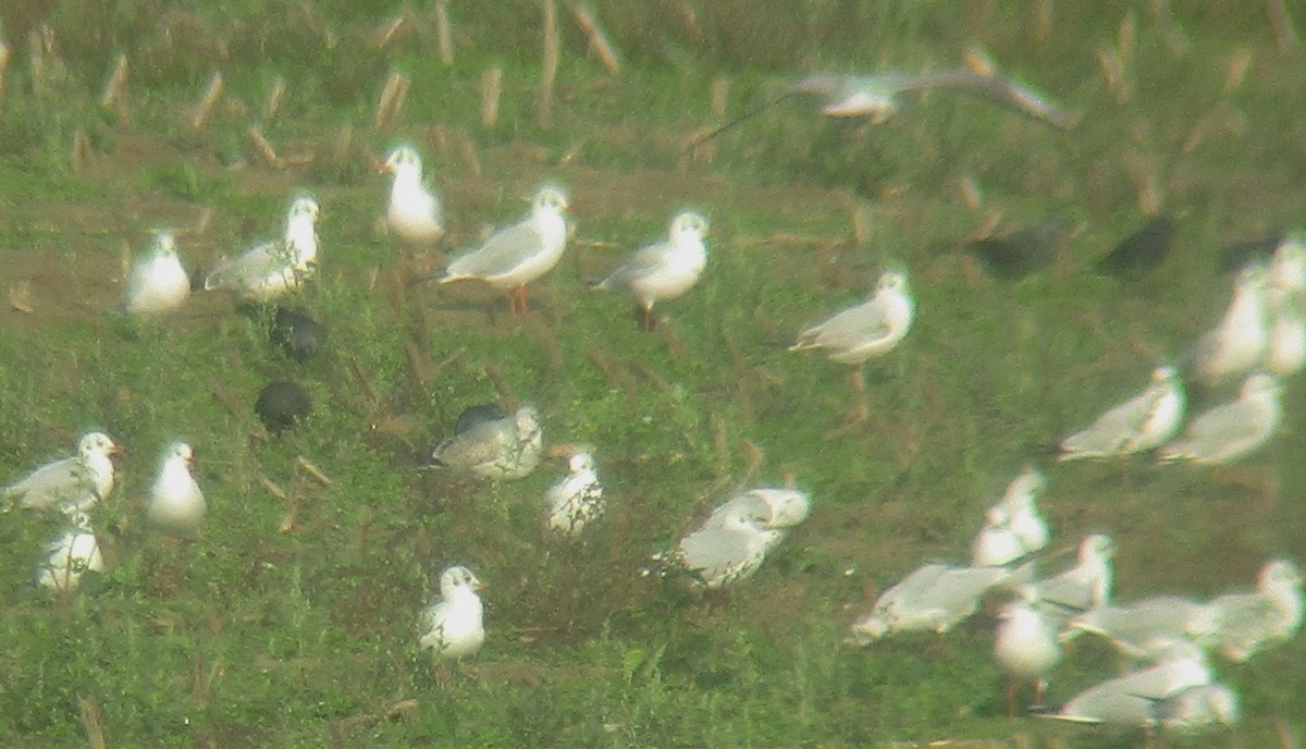 Common Gull (European) - ML500710991