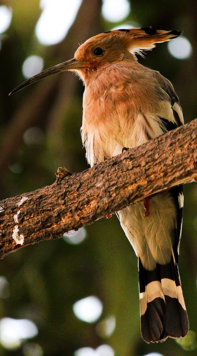 戴勝 - ML500711181