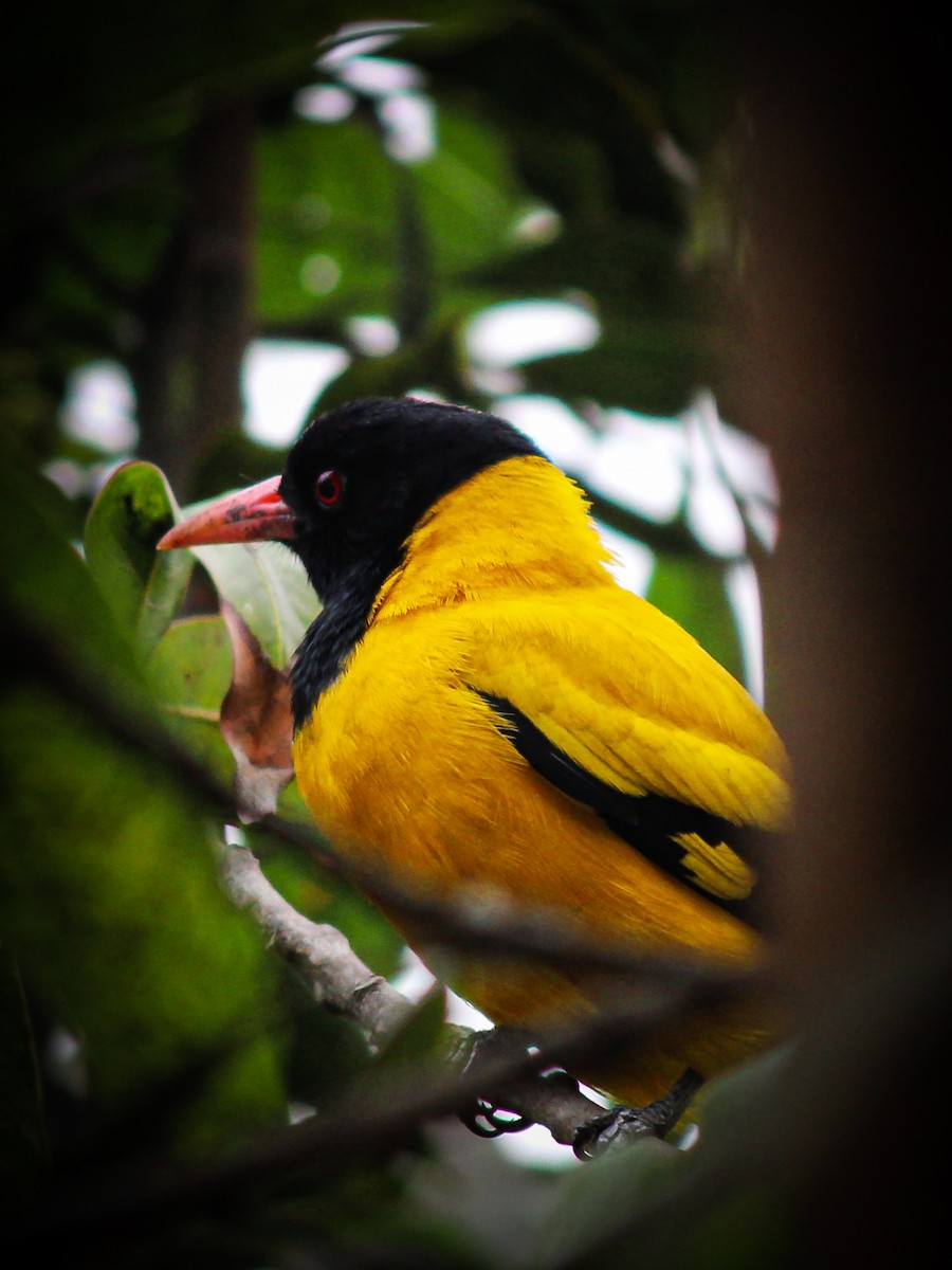 Black-hooded Oriole - ML500711201