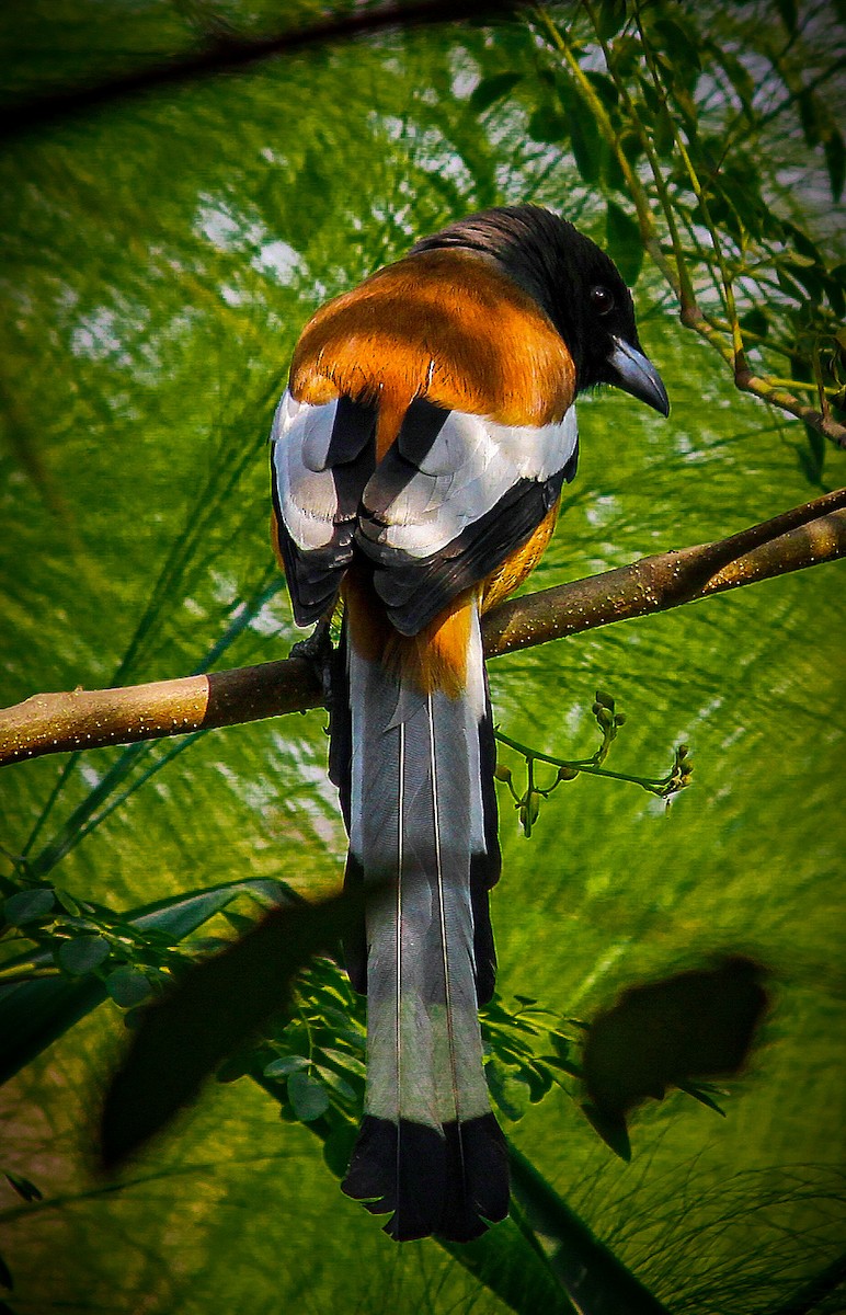 Rufous Treepie - ML500711351