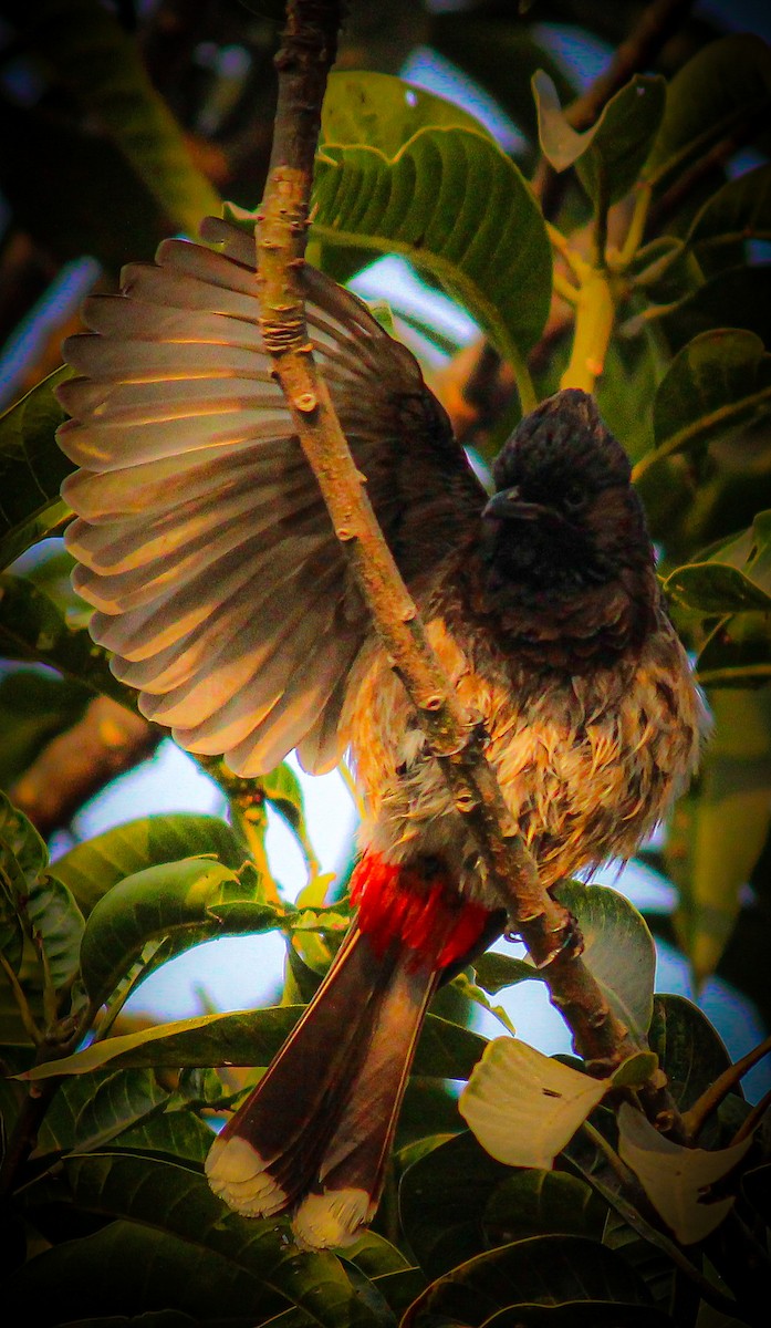 Red-vented Bulbul - ML500711401