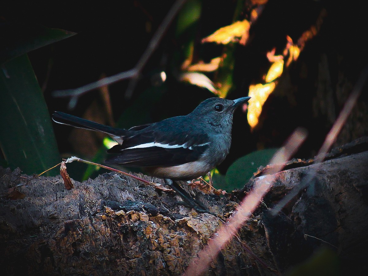 鵲鴝 - ML500711441