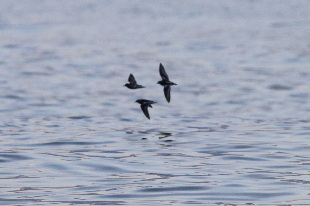 Ruddy Turnstone - ML500711591