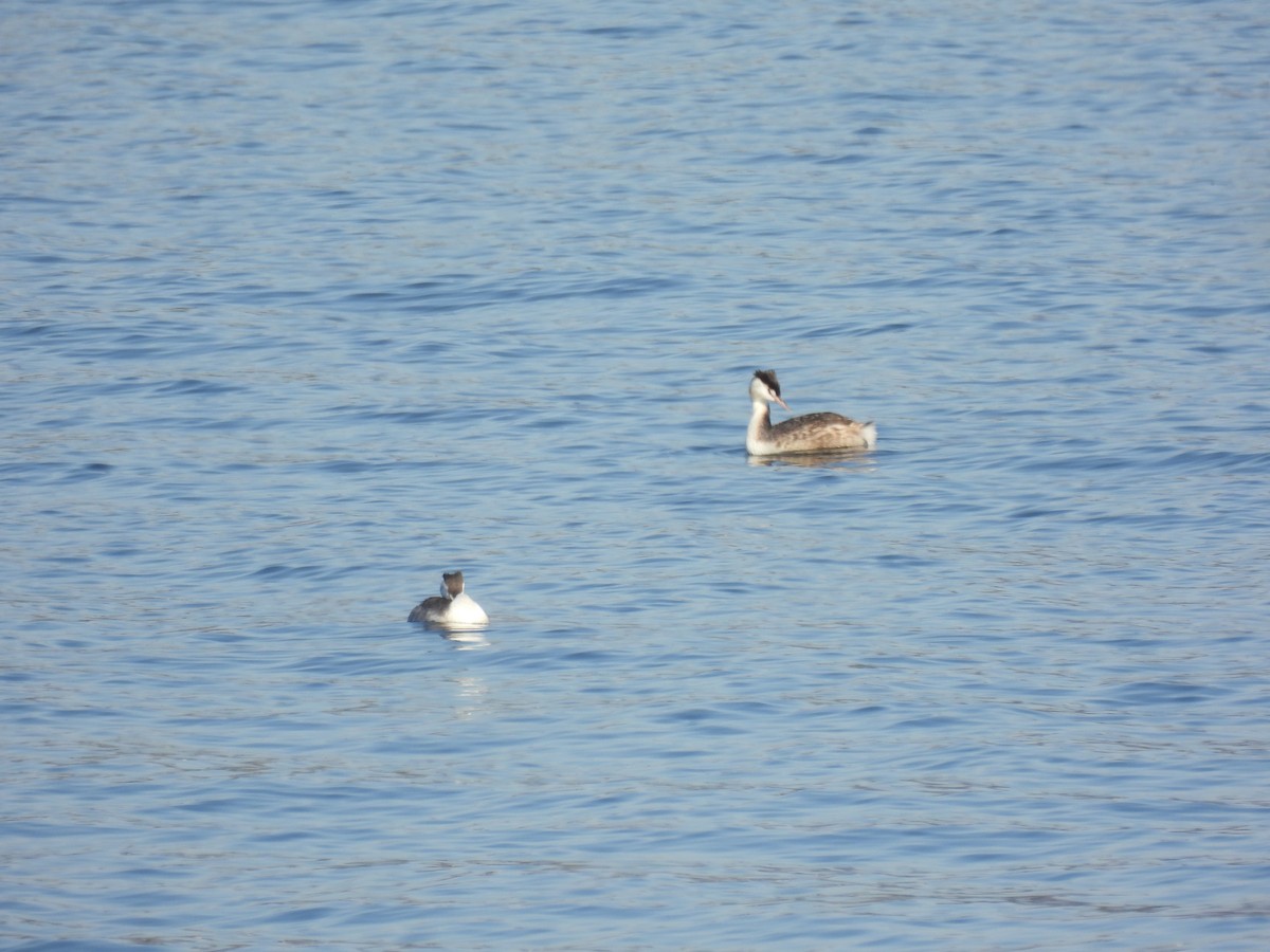 Great Crested Grebe - ML500712161