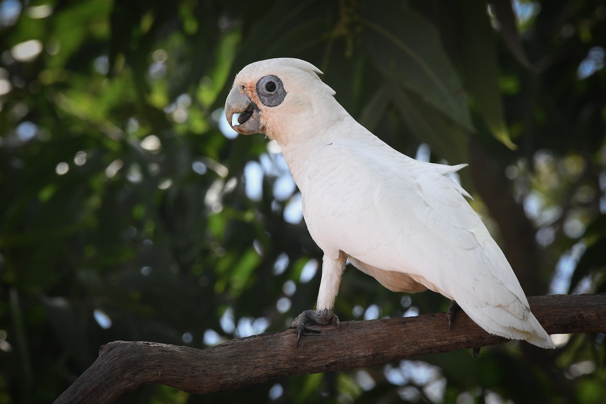 Little Corella - Trevor Evans