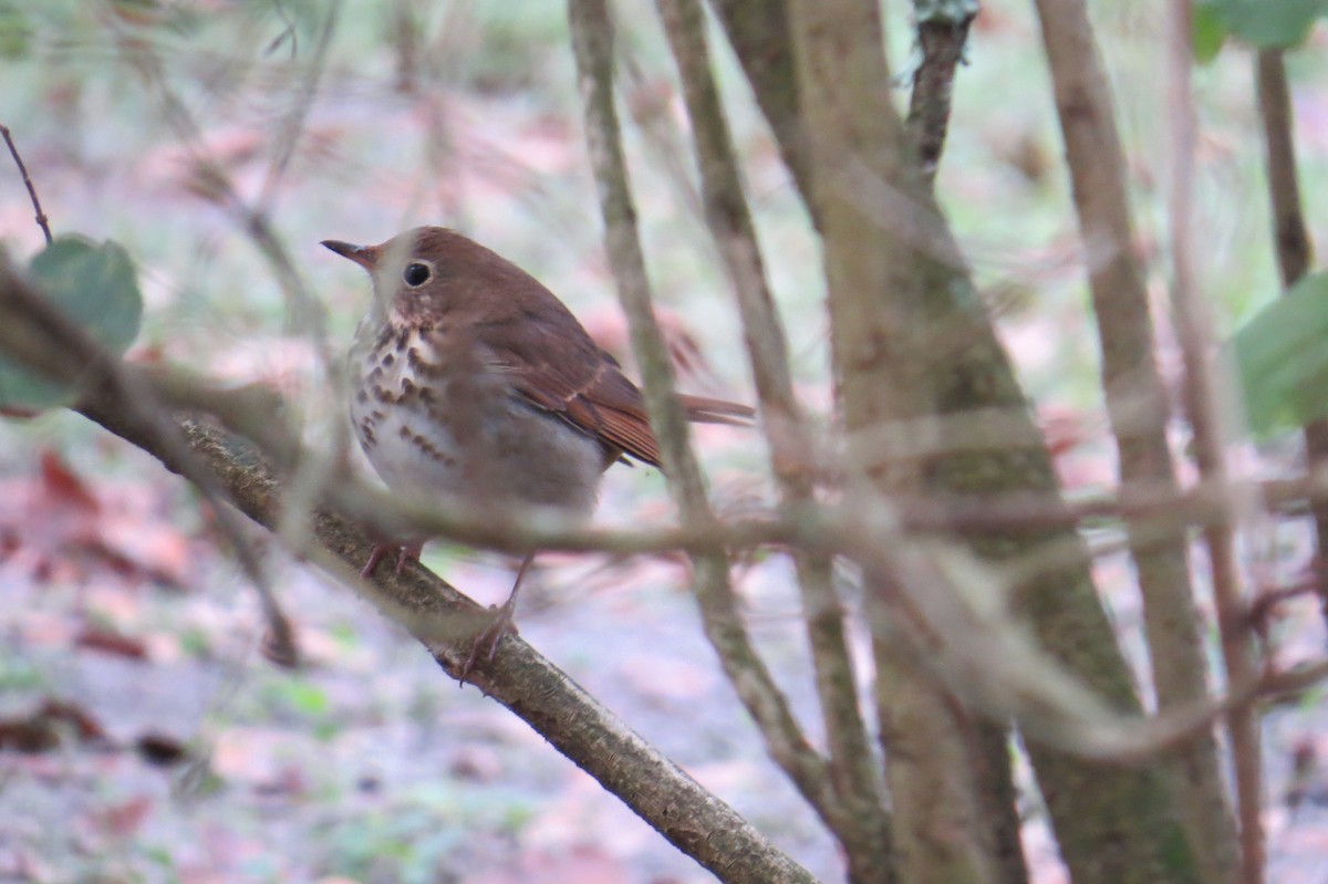 Hermit Thrush - ML500714231