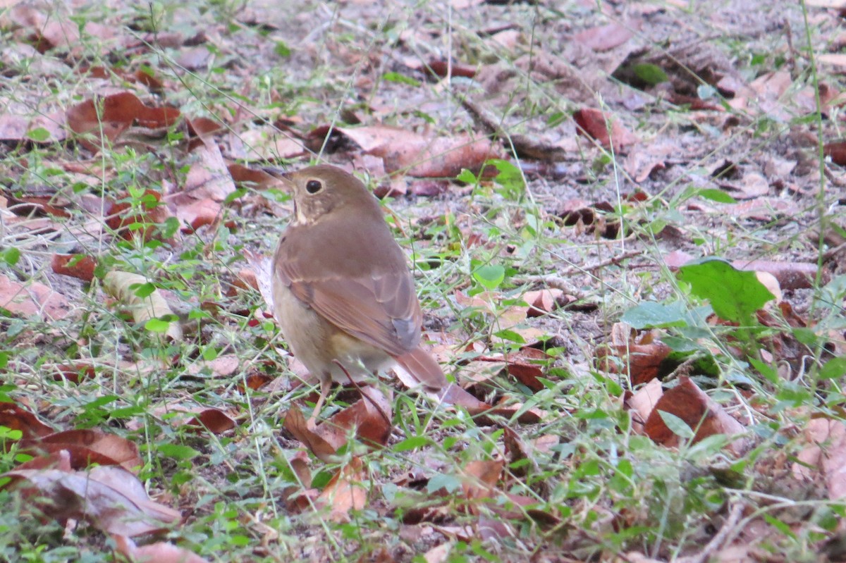 Hermit Thrush - ML500714241