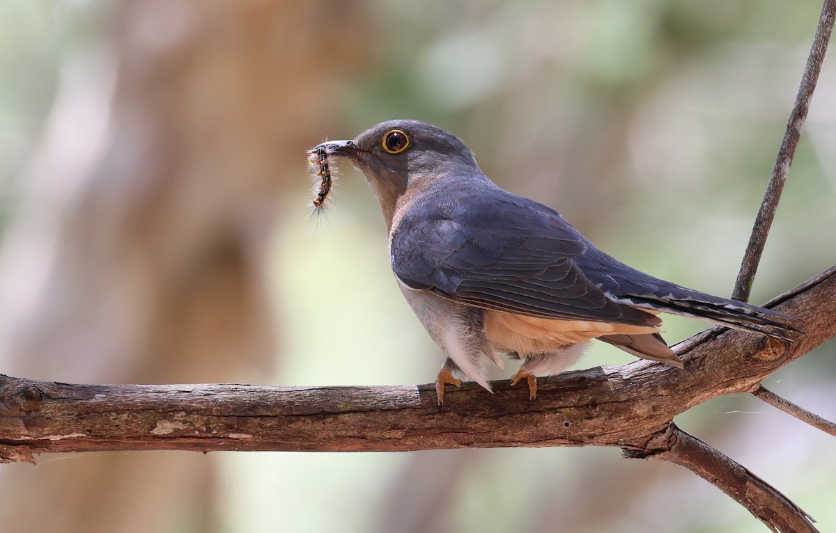 Fan-tailed Cuckoo - Andy Gee