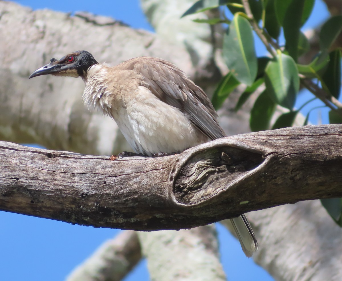 Noisy Friarbird - Paul Dobbie