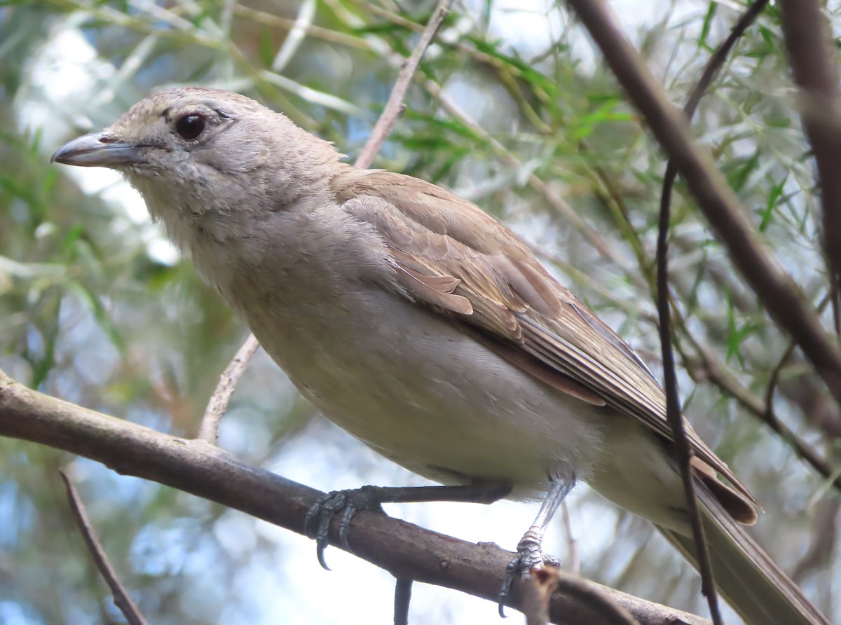 Gray Shrikethrush - ML500715661