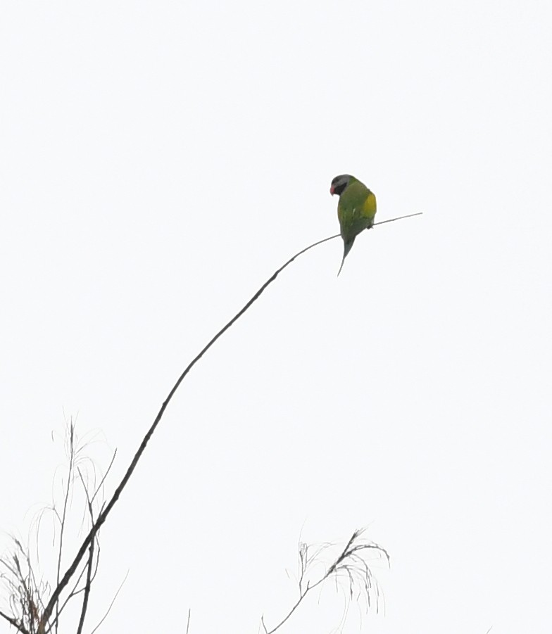 Gül Göğüslü Yeşil Papağan - ML500715841