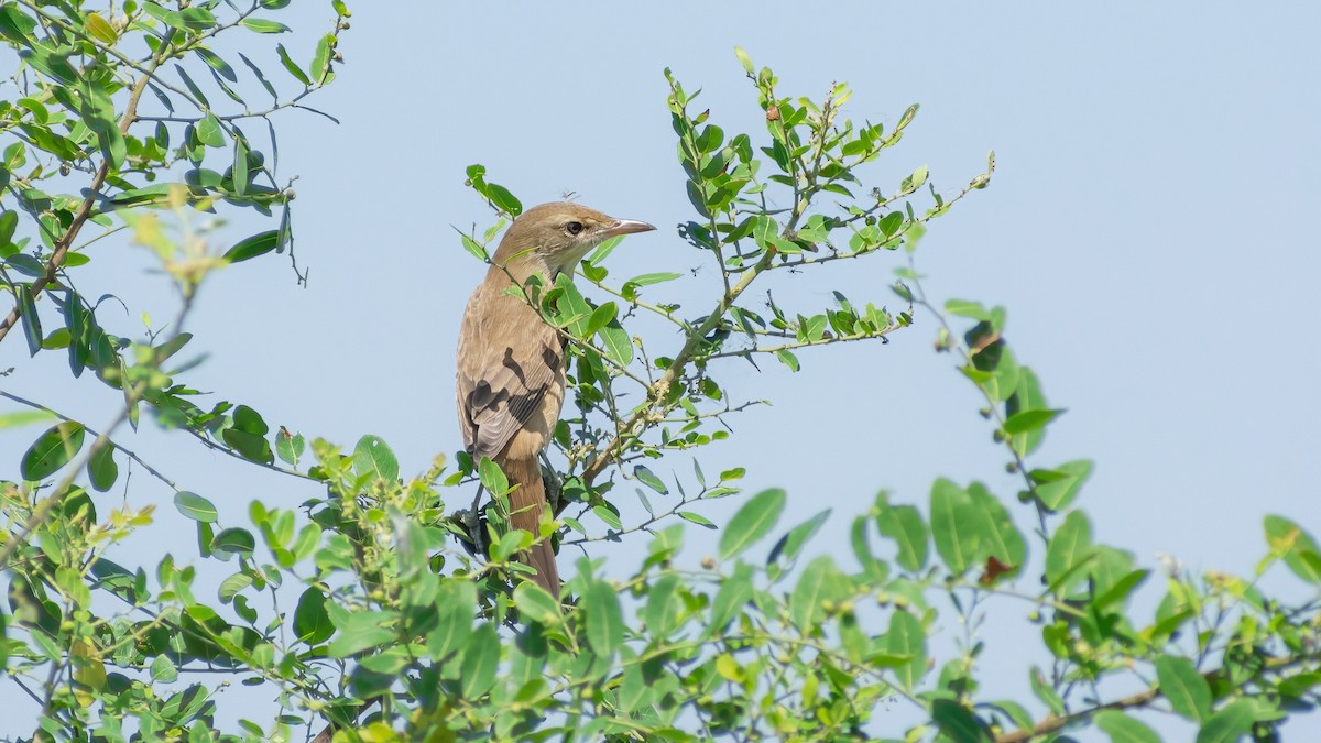 Oriental Reed Warbler - ML500715951