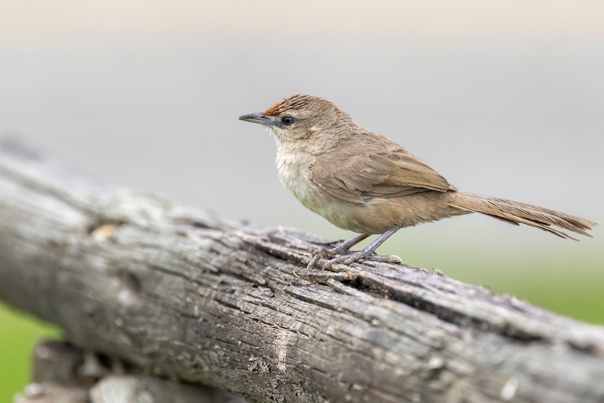Rufous-fronted Thornbird - Greg Bodker