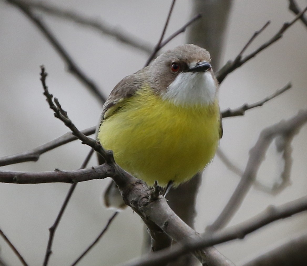 White-throated Gerygone - ML500716921