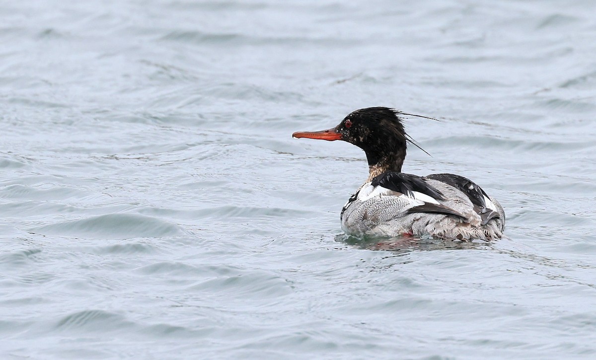 Red-breasted Merganser - Patrick MONNEY