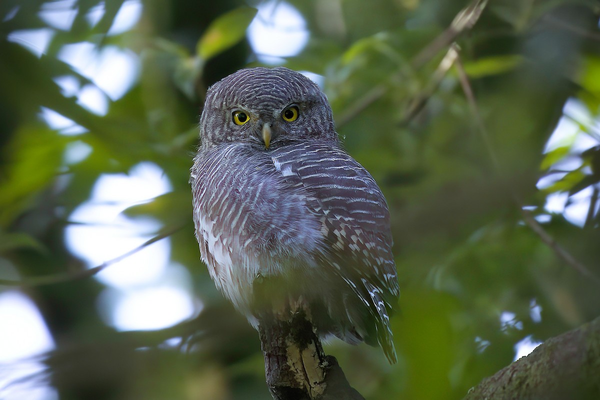 Asian Barred Owlet - ML500718231