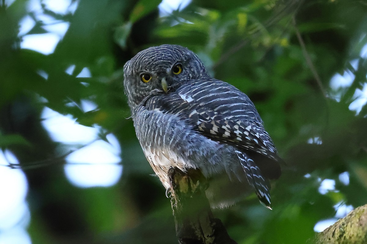 Asian Barred Owlet - ML500718241